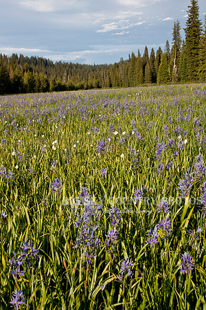 Packer Meadows carpeted in wild camas flowers