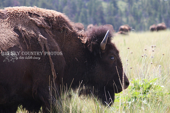 a single bison in foreground with a bison herd in background