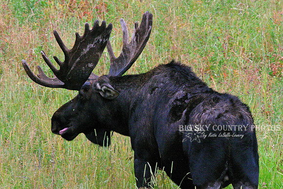 large bull moose with mature antlers still in velvet