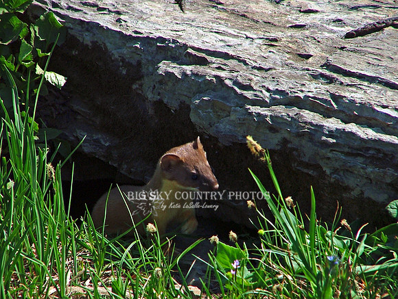 Weasel At Den 3
