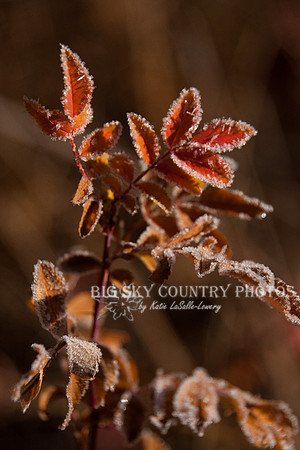 frost covered wild flowers and foliage