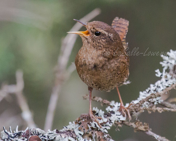 Pacific Wren 5