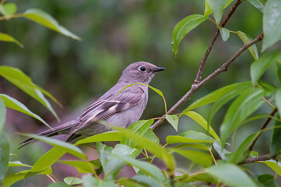 Townsend's Solitaire
