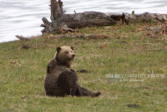 grizzly bear at Steamboat Point - Yellowstone National Park