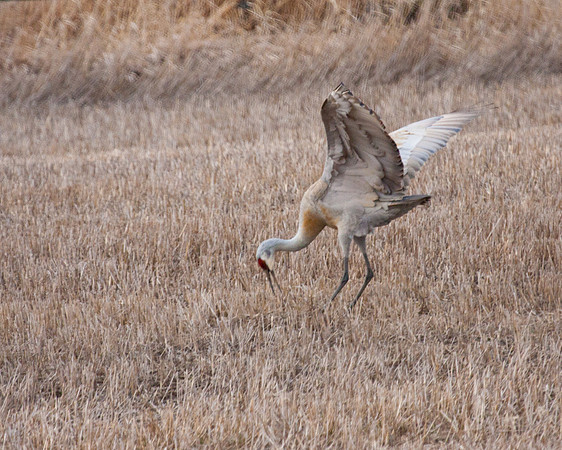 sandhill crane hunting mice