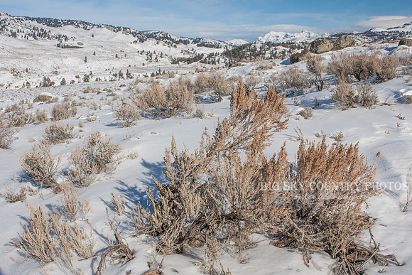 winter scene with mountain peaks in the distance and sagebrush and boulders in foreground