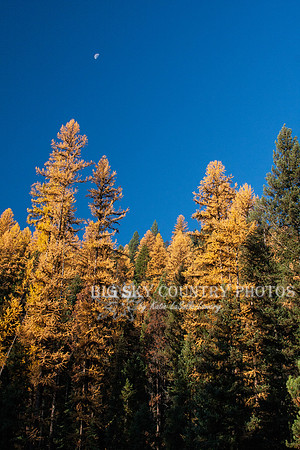 Fall Western Larch Tree Color 2013 -2