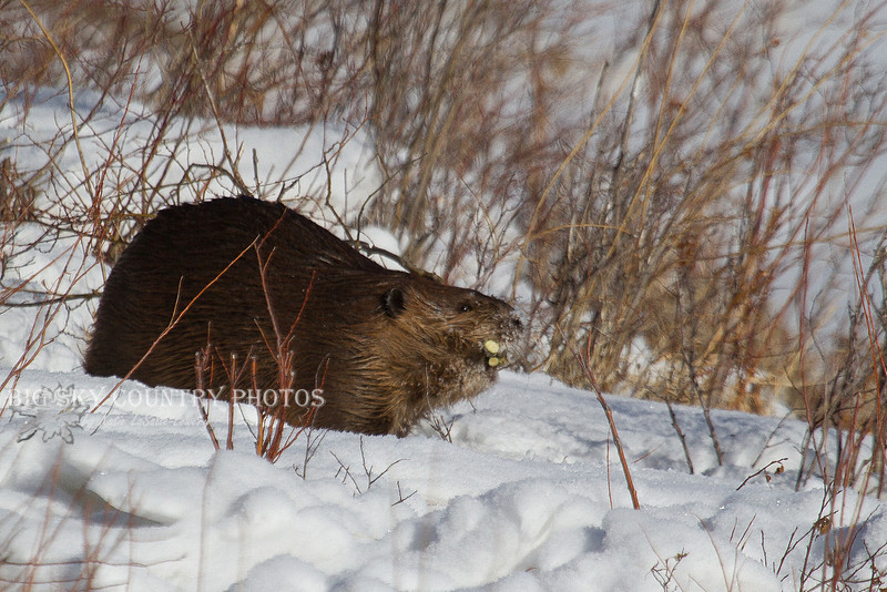 Muskrat Country Big Sky Country | Beavers & Muskrats