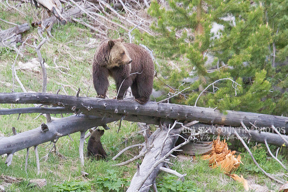 grizzly bear sow and her cub