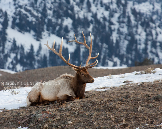 A bull elk snoozes on a March afternoon.