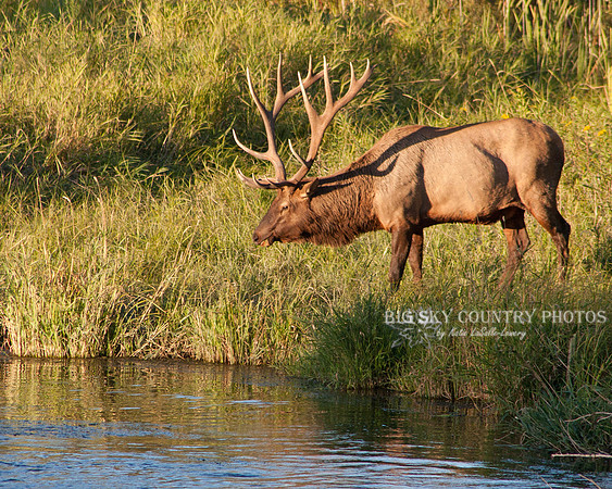 A bull elk on the sunset lit bank of Mission Creek - National Bison Range