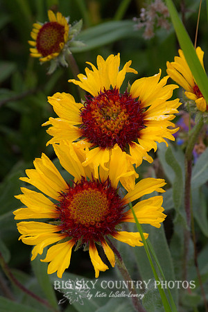 Blanket Flower