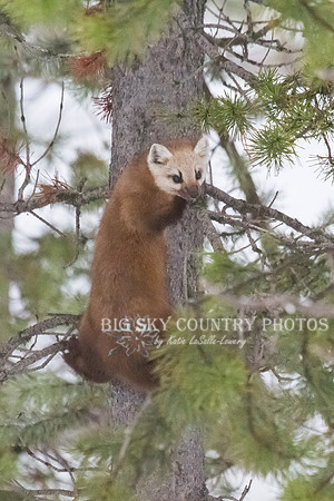 Lucky Strike - Pine Marten 10