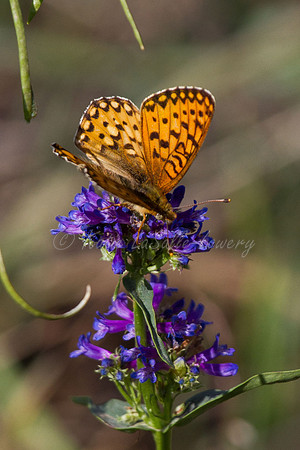 Callippe Fritillary on Small-Flowered Penstemon 1