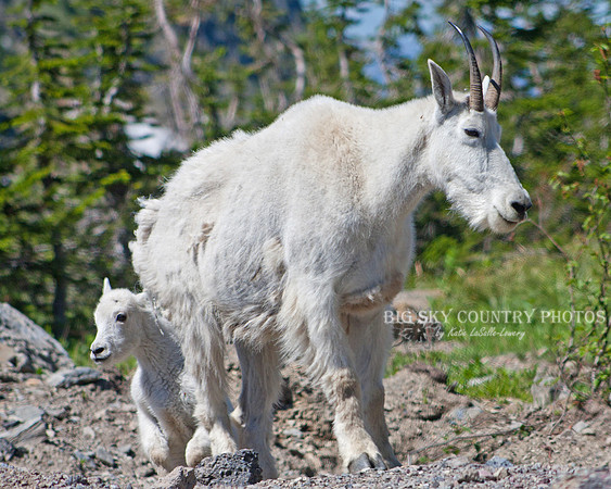 mountain goat kid following his mother nanny mountain goat
