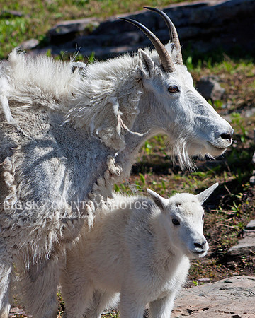 mother nanny mountain goat and her kid