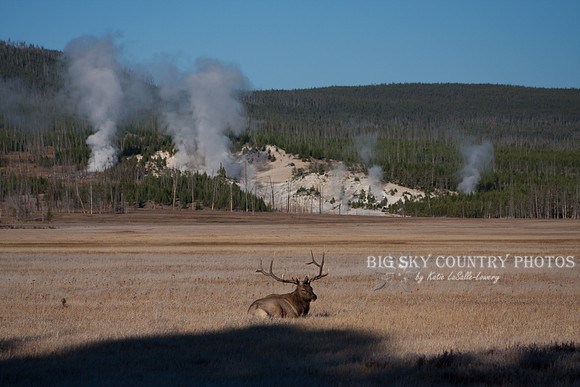 A bull elk takes a rare period of rest during the rut period. There were no cows near him. He is in a meadow with steam rising from hydrothermal features behind him.