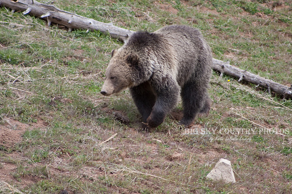 Grizzly Bear Stroll 10