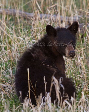 Elk Creek Black Bear Family 15