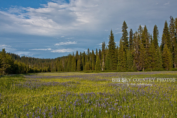 Packer Meadows carpeted in wild camas flowers