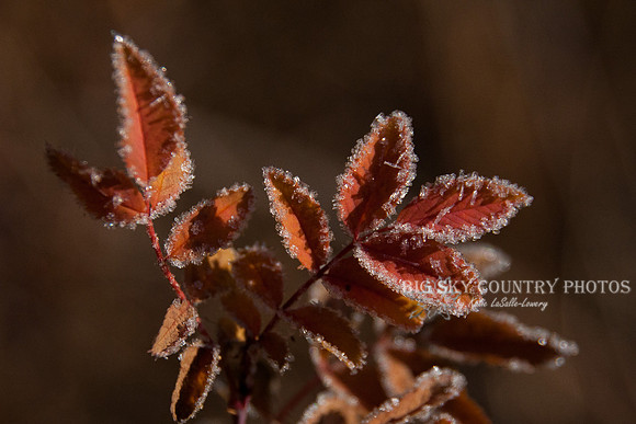 frost covered wild flowers and foliage