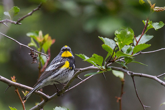 Audubon's Yellow Rumped Warbler Showtime 1