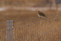 Over Wintering Western Meadowlark