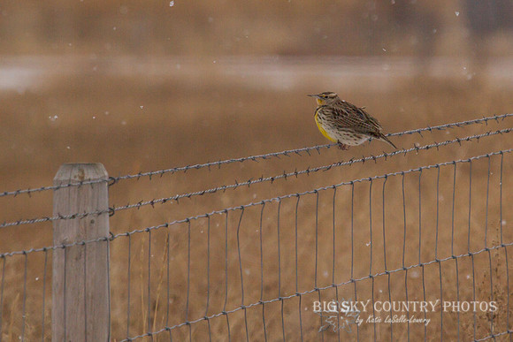 Over Wintering Western Meadowlark