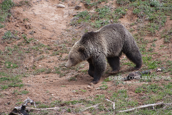 grizzly bear walking