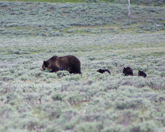 Quad Mom grizzly bear sow with her four cubs
