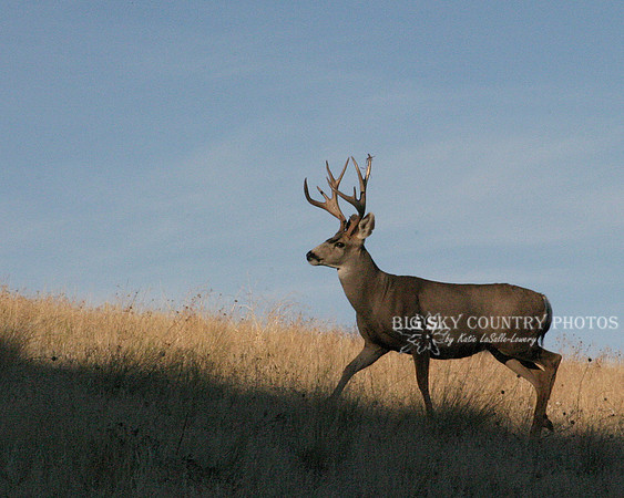 a mule deer buck walks the line between sunlight and shadow