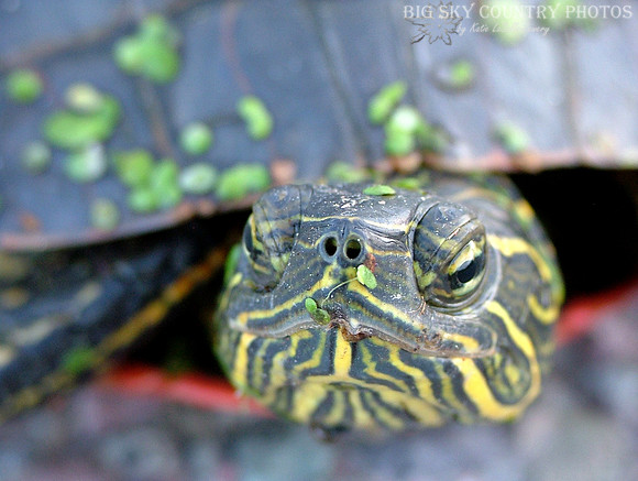 Painted Turtle Closeup 2