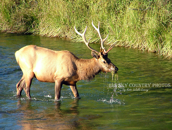 A young bull elk pulls water moss growing in the stream bed of Mission Creek.