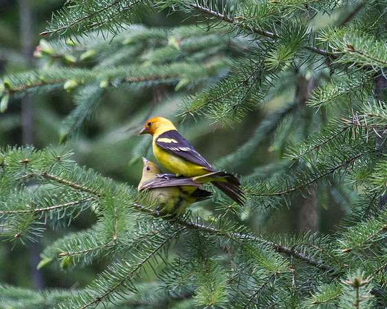 Western Tanagers Mating 3