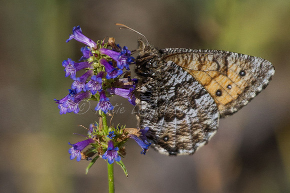 Chryxus Arctic Butterfly on Small-flowered Penstemon 2