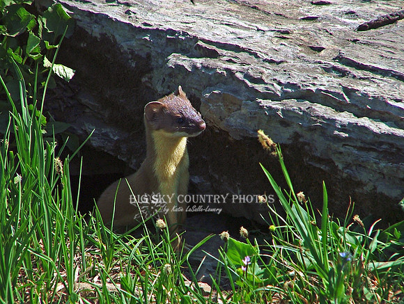Weasel At Den 2