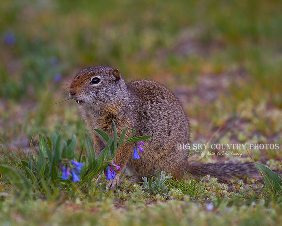 Uinta ground squirrel eating bluebell wild flowers