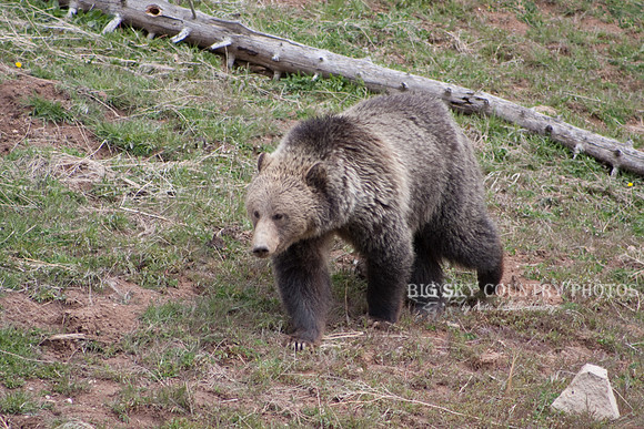 Grizzly Bear Stroll 11