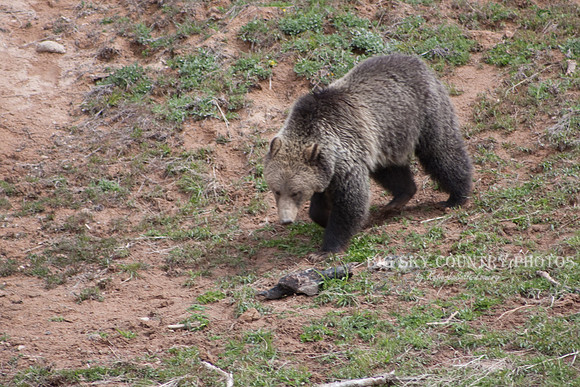 grizzly bear walking