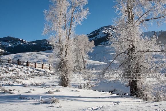 The cottonwood trees around the Yellowstone Institute / Buffalo Ranch wearing white winter frost
