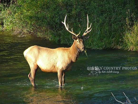 A young bull elk pulls water moss growing in the stream bed of Mission Creek.