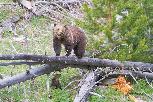 grizzly bear sow and her cub