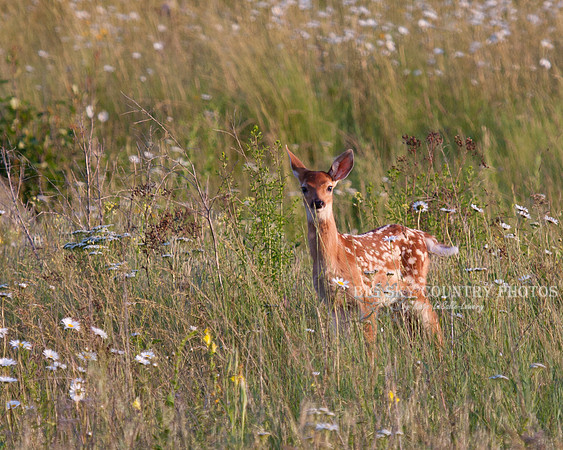 a white tail deer fawn with a spotted coat in a field of oxeye daisies
