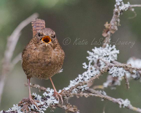 Pacific Wren 4