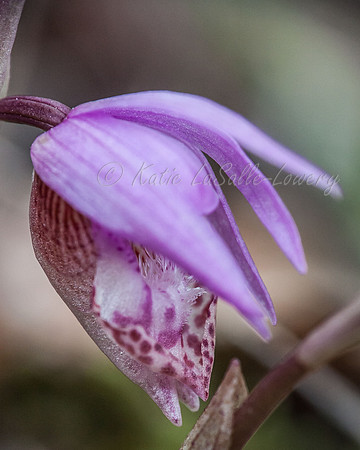 Calypso Orchid 4