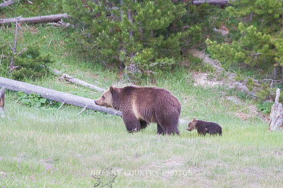 grizzly bear cub close on her mom's heels