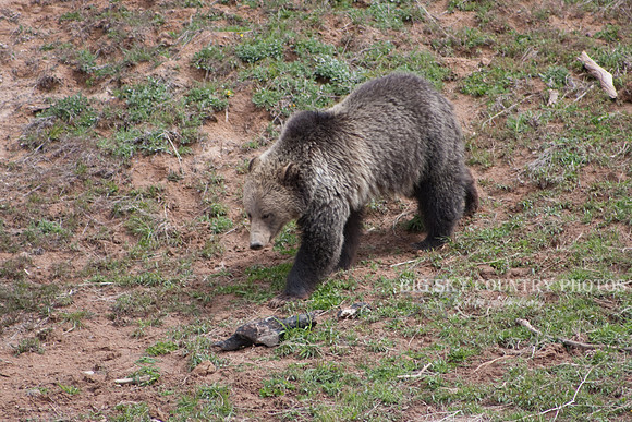 grizzly bear walking