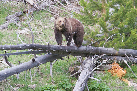 grizzly bear sow and her cub