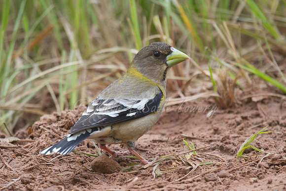 Female Evening Grosbeak