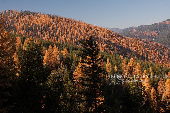 Fall Western Larch Tree Color 2013 -4